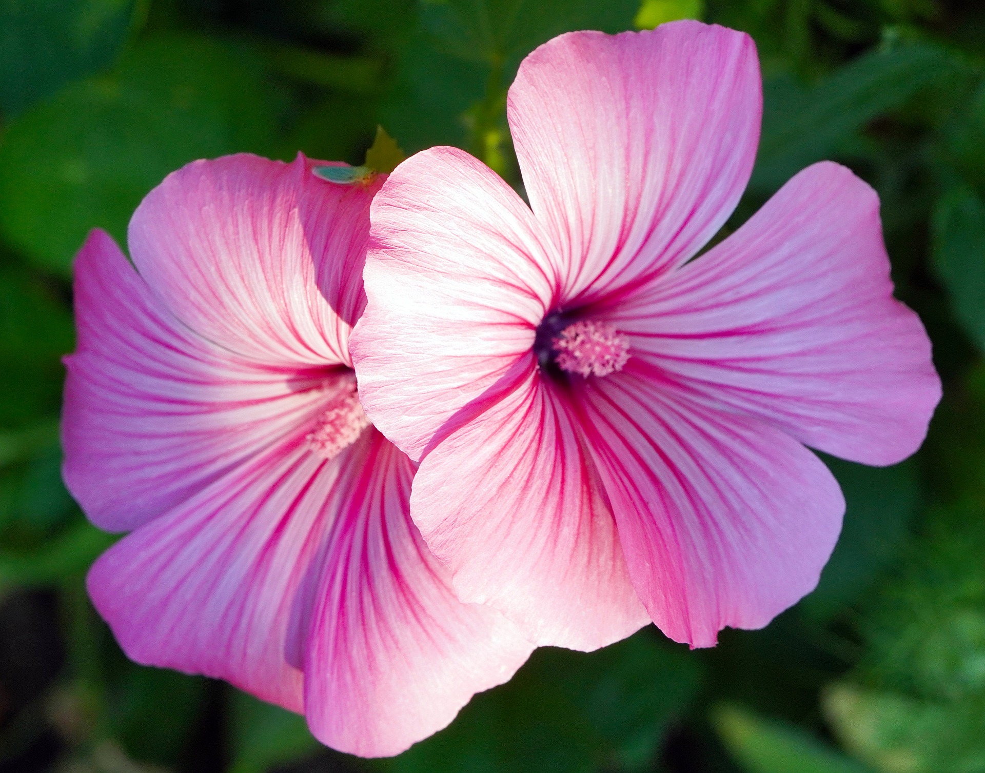 hibiscus flower